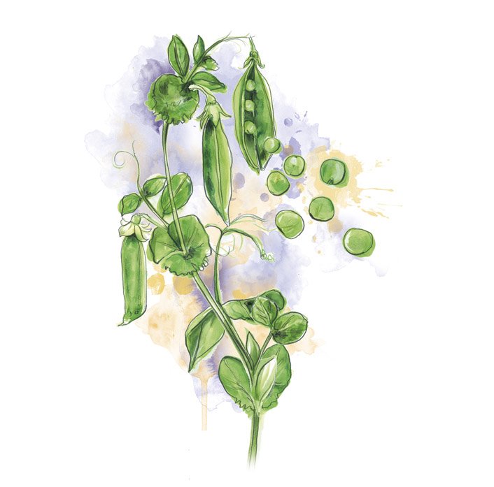 ARTurvey's tweet photo. First two illustrations for @countrylivinguk #thegoodlife https://t.co/hg735QMH6A