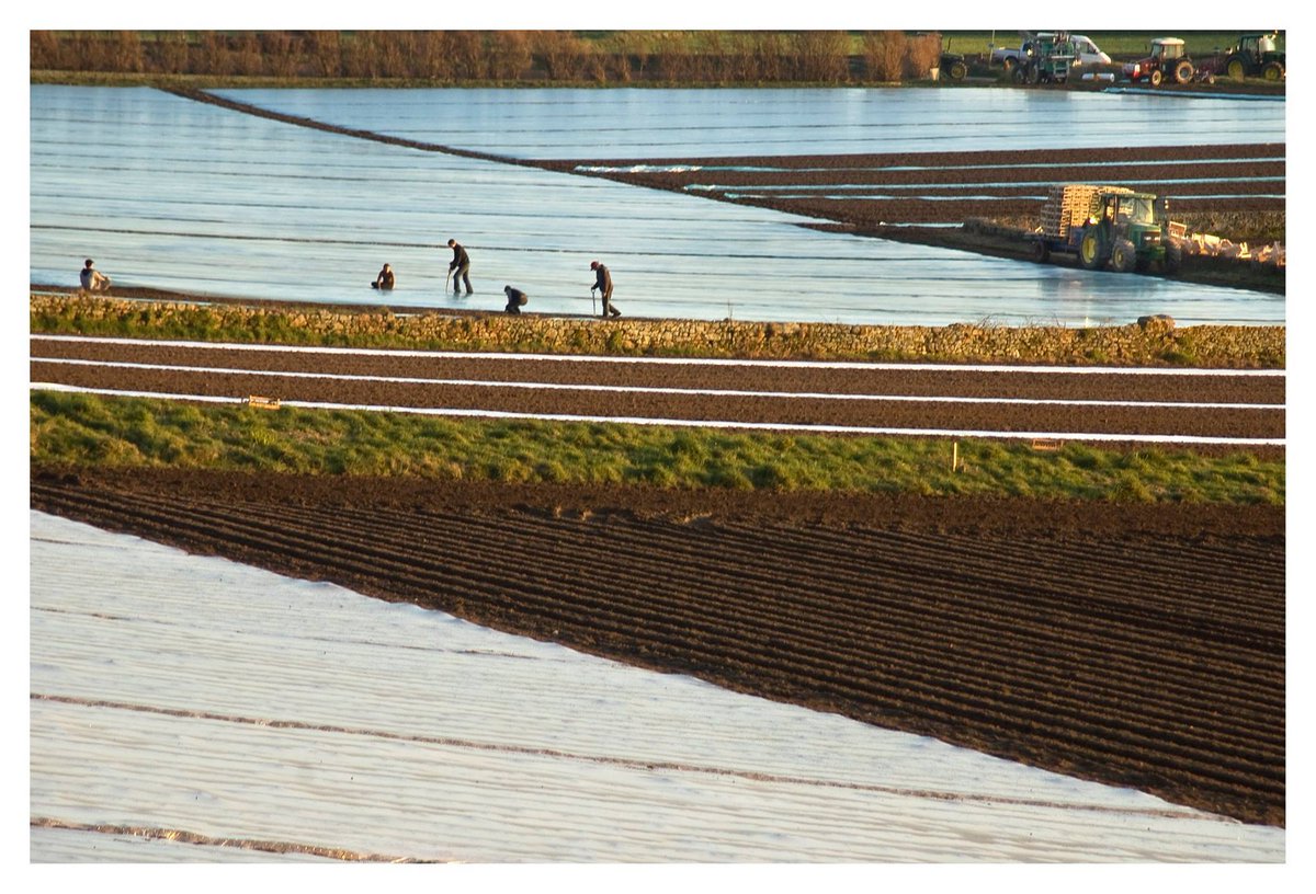 Throughout the winter, our farmers cover the #JerseyRoyal seedlings with fleecy blankets to protect them from the frost ❄️️