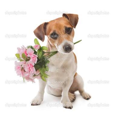 T3ddyAsDog's tweet photo. ���💐 https://t.co/7NFRuLK71h