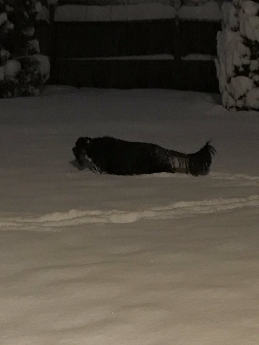 Gordon Setter in the snow in Scappoose. #kgwweather