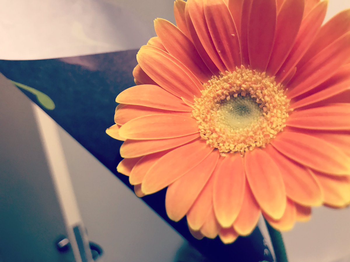 髙橋 ゆり 一輪のお花をもらいました 一輪の花 ガーベラ オレンジ色 ガーベラの花言葉 希望 オレンジのガーベラの花言葉 神秘 冒険心 我慢強さ だって 全体的に前向き T Co Czc0709rye Twitter