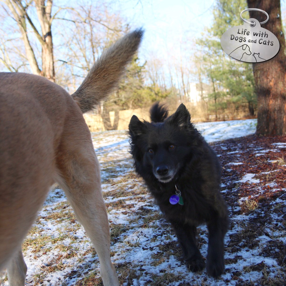 WithDogsAndCats's tweet photo. When I call "Come!", I have to be prepared for my dogs to come running so fast, it's hard to put the brakes on. #goodrecall https://t.co/lecH3Dgg3v