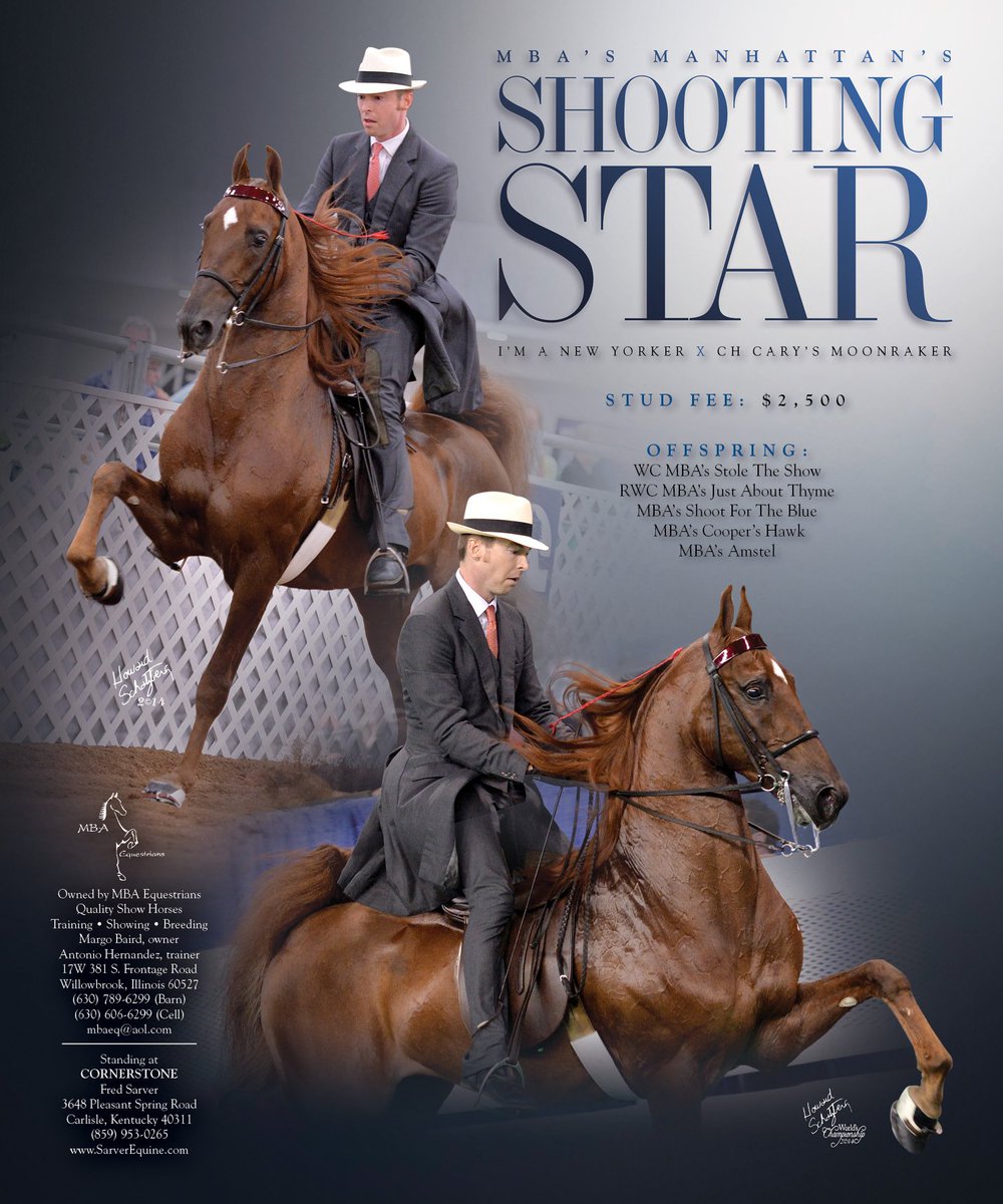TNH1865's tweet photo. MBA’s Manhattan’s Shooting Star, Standing at Cornerstone
#nationalhorseman #stallionguide #mbaequestrians #cornerstone #stallion #saddlebred https://t.co/A3tTIchJUF