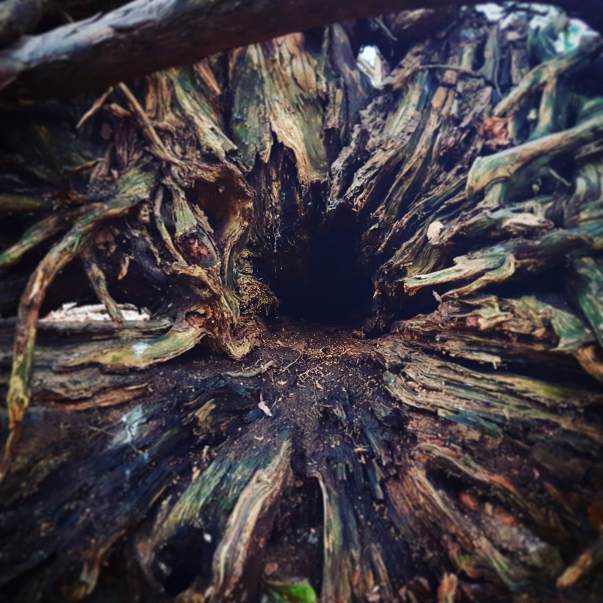 ElissaGregory1's tweet photo. Taken a slightly different angle on the photoshopped image. Here is my own Instagram edit giving tree roots more interest and depth #shawps https://t.co/RX1nloqKMW
