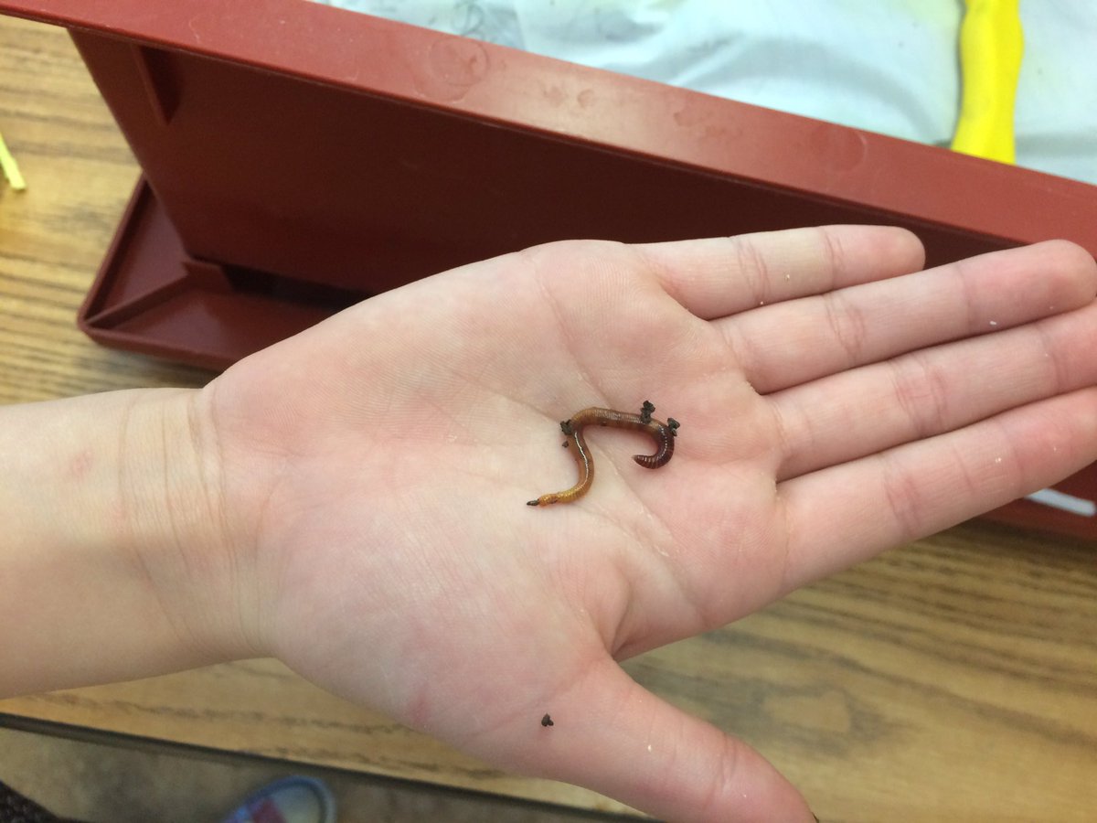 PalliserRm207's tweet photo. Making wormeries as we learn about soil! #gr3science #compost #21Clearning https://t.co/DTICkZXZte