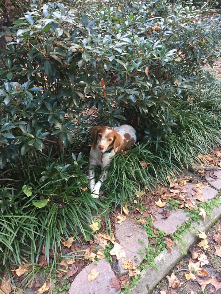 DogPhoriaATL's tweet photo. Yup, too cute for words. #Wednesdays #ThatFace #WeLoveOurDogs #DogPhoriaATL https://t.co/f38ZPSFs1G