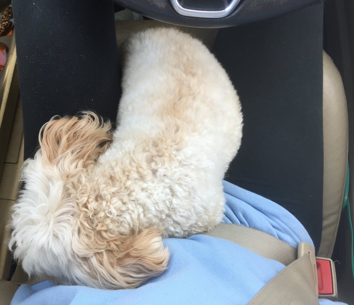 helenholt123's tweet photo. ...and she's out! #wufflife https://t.co/bQETZvoQfd