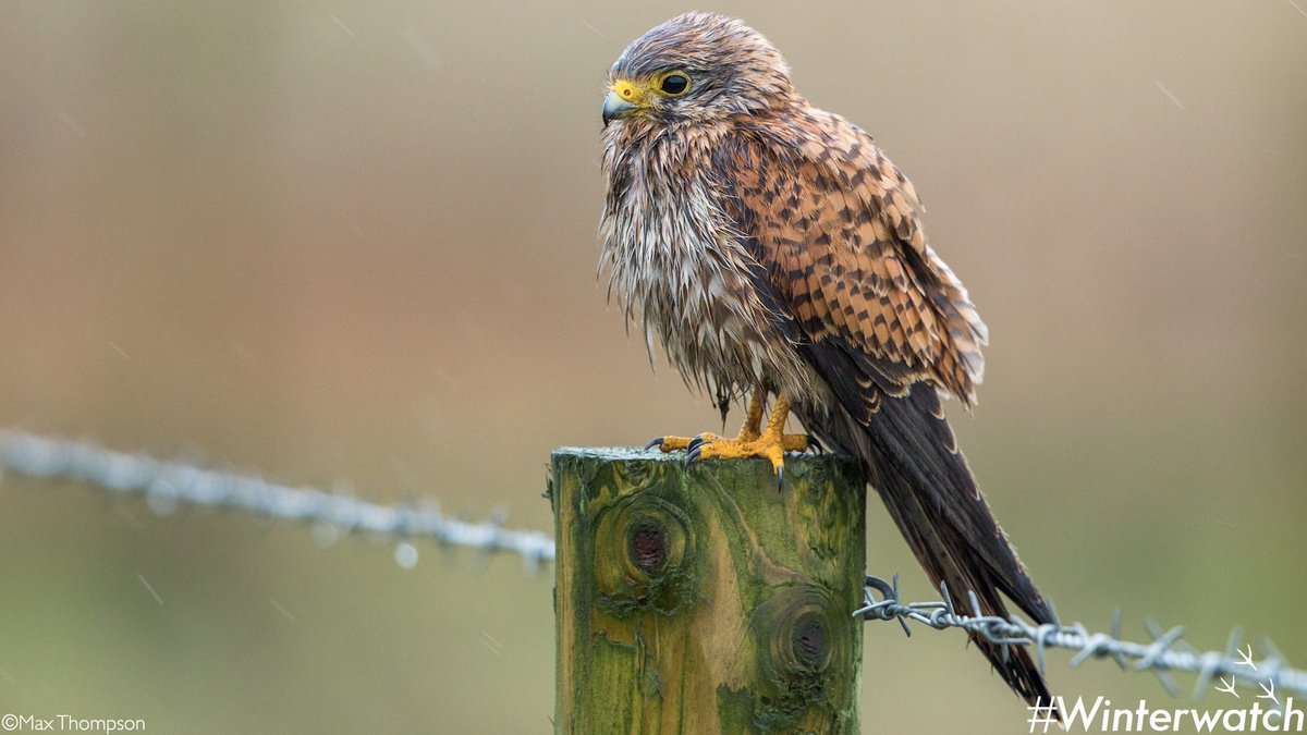 BBCSpringwatch's tweet photo. Some days, we're all this bedraggled kestrel... #Winterwatch https://t.co/l5Bw6uMn1a