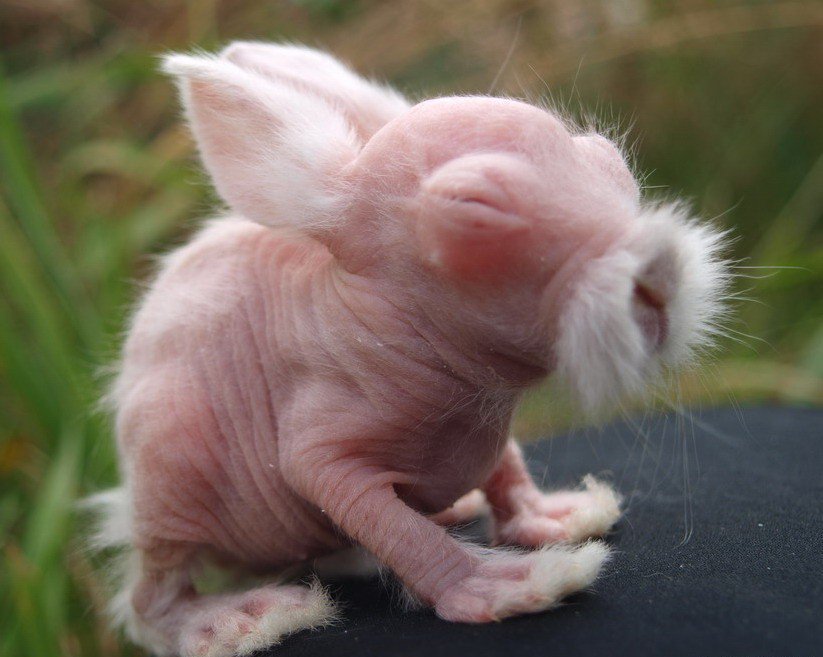 Sindre Sorhus on Twitter: "This hairless bunny looks very wise. That's