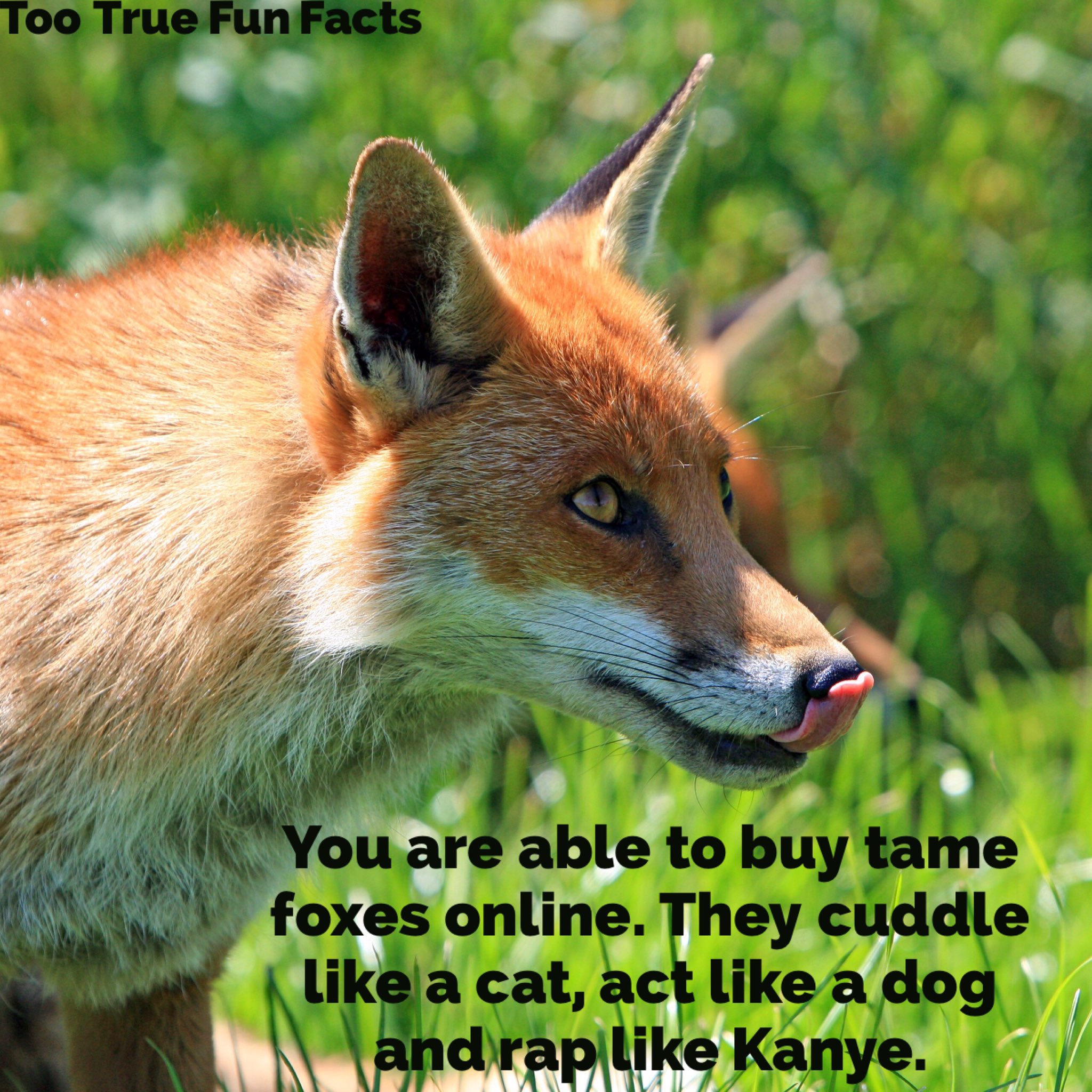 Too True Fun Facts Yeah Baby Fox Foxes Animals Animalkingdom Kanyewest Rapper Comedy Funny Humor Humour Memes Parody Satire Parodyaccount Lol T Co Bik4jxq4na Twitter