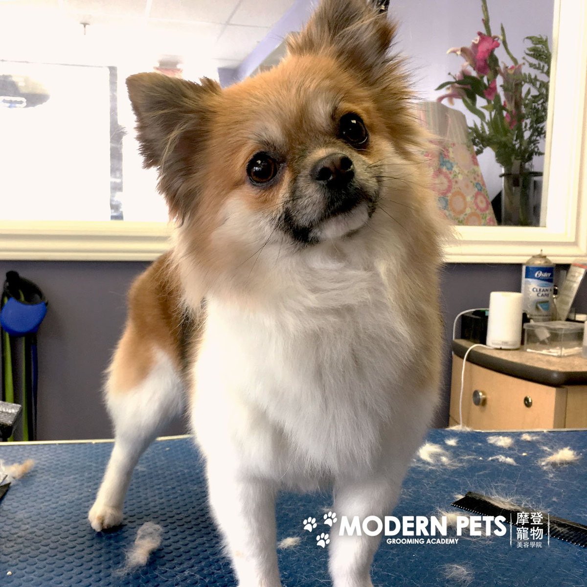 ModernPetsTO's tweet photo. Looking #smart! All perked up after a #FullGrooming. https://t.co/ioqHa5774l