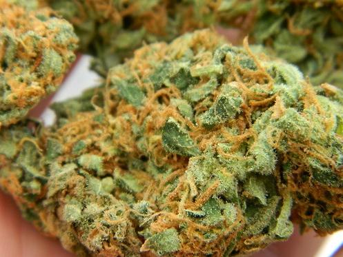 Strain: Strawberry Cough
Class: Sativa
Taste: Strawberry and Sweet
*Makes you Uplifted, helps with Stress
#StrainoftheDay #Stoner #Weed #THC