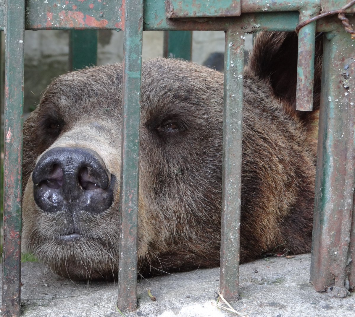 simon_reeve's tweet photo. Bears kept in tiny rusting cages. They deserve a bear’s life! Sign @MoveTheWorldUK petition https://t.co/S6NNpe5and https://t.co/JcbkJonNcB