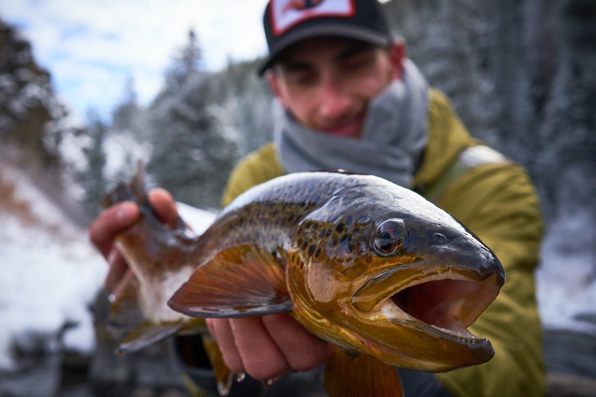 arboranglers's tweet photo. Well, hello there. #flyfishing #flyfish #fishcolorado #anglerslife #winterfishing #arboranglers https://t.co/nuHR1HoXzb