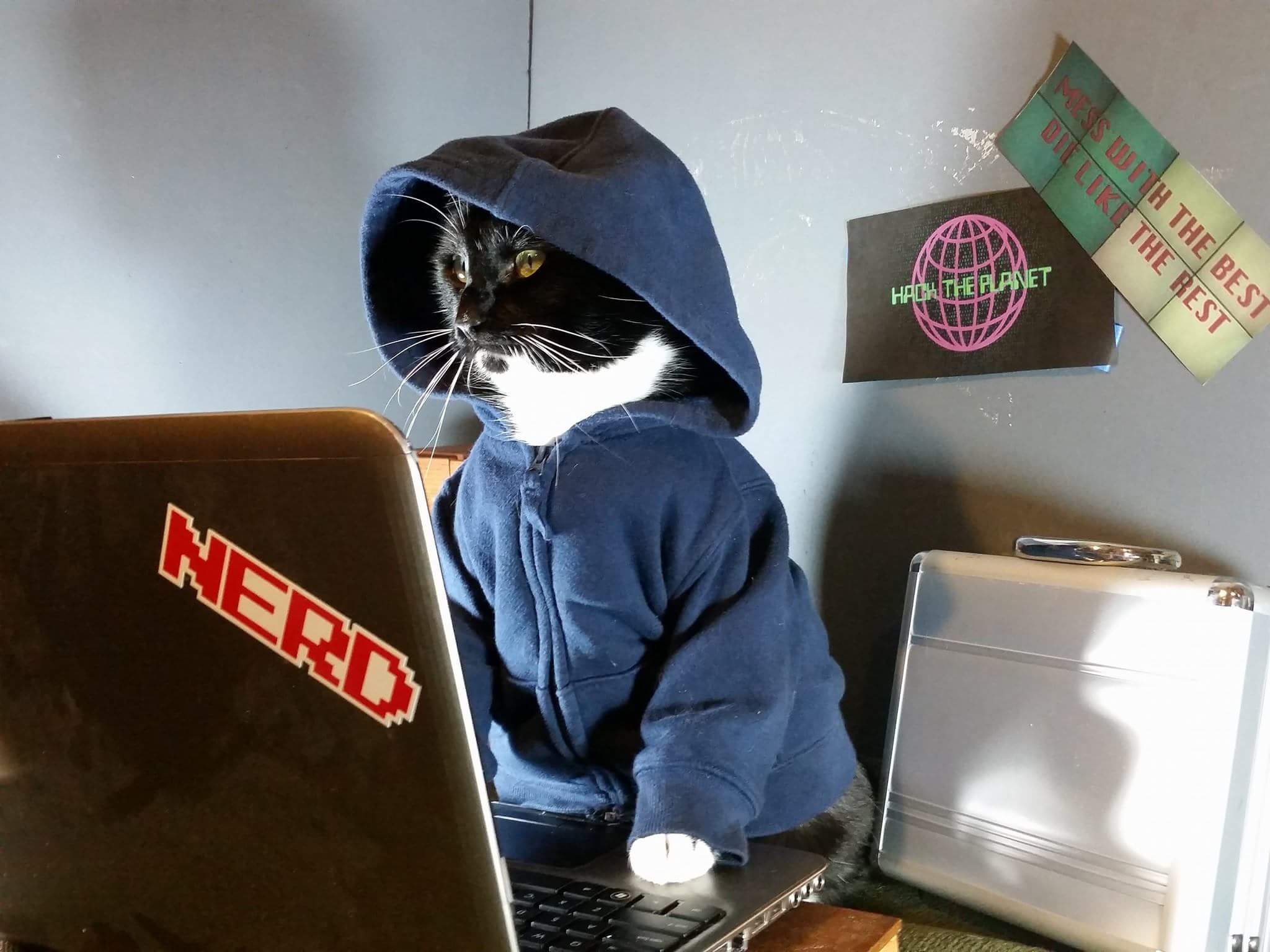 Коты хакеры