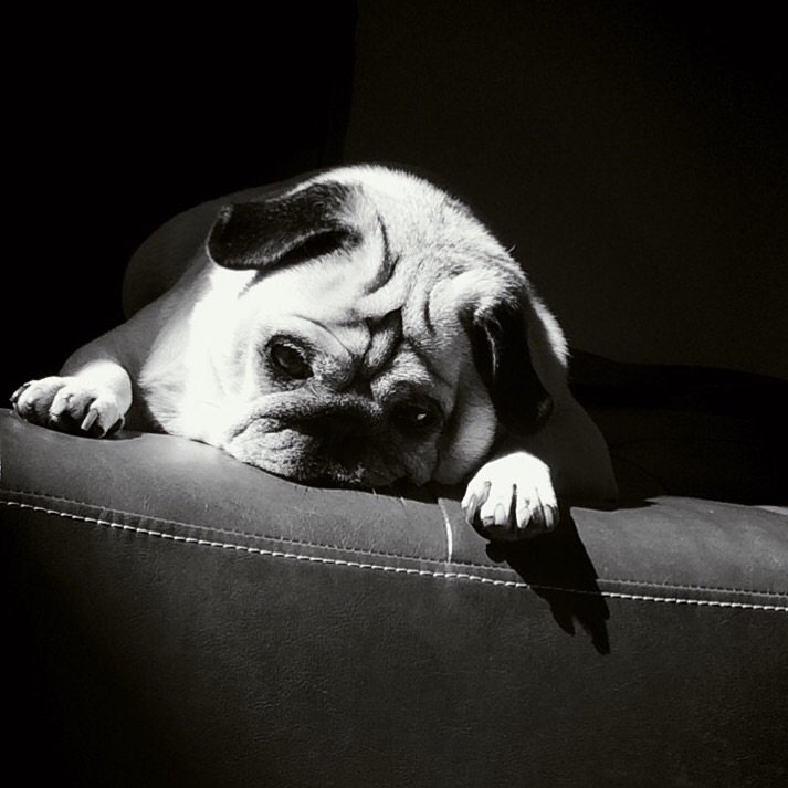 PapithePug's tweet image. Thinking pug thoughts