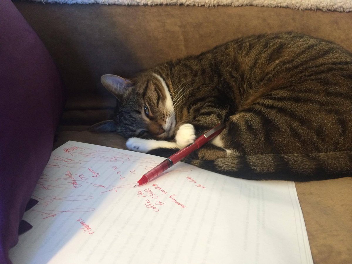 NihilistABDcat's tweet photo. Advisor: So, how's the writing going?
You:
#academicswithcats #gradschoolproblems #youshouldbewriting #whatbreak https://t.co/gJCwaYwVdS