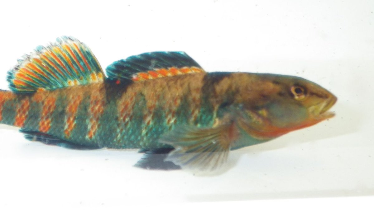 yuriyro's tweet photo. Percentage of intersex fish drops after sewage treatment plant upgrades https://t.co/zh36ig3gn8 https://t.co/2Y198f0kNb