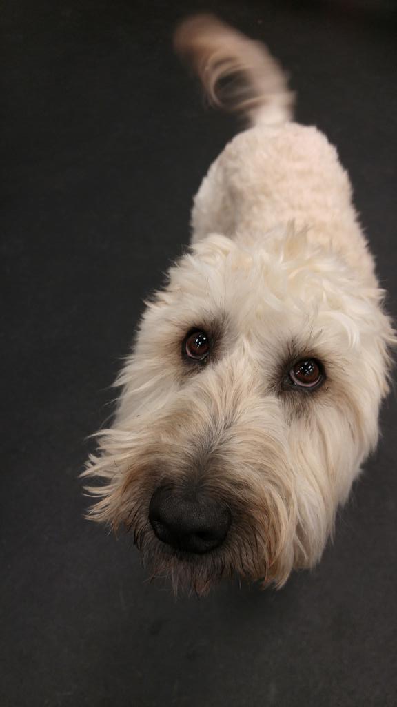 How could you ever say "no" to that face?
#puppydogeyes #wheaton #dogdaycare #dogsofvancouver #dogsoftwitter #cute