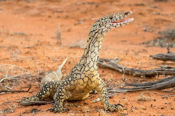 Strange_Animals's tweet photo. The perentie is the fourth largest lizard on Earth. It is native to Australia &amp; can grow to 2.5 metres in length! https://t.co/R6oD3nWqNP