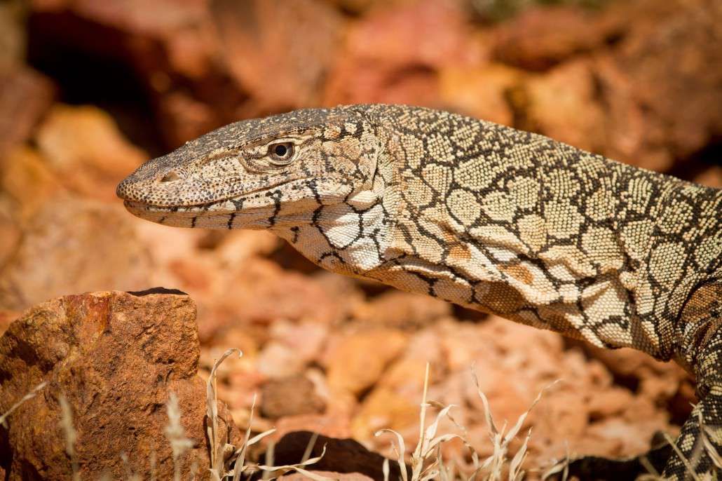 Strange_Animals's tweet photo. The perentie is the fourth largest lizard on Earth. It is native to Australia &amp; can grow to 2.5 metres in length! https://t.co/R6oD3nWqNP