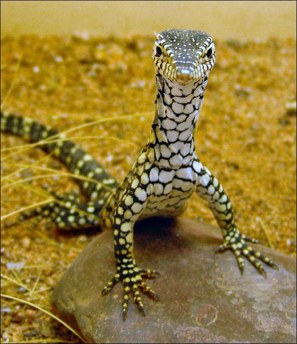 Strange_Animals's tweet photo. The perentie is the fourth largest lizard on Earth. It is native to Australia &amp; can grow to 2.5 metres in length! https://t.co/R6oD3nWqNP