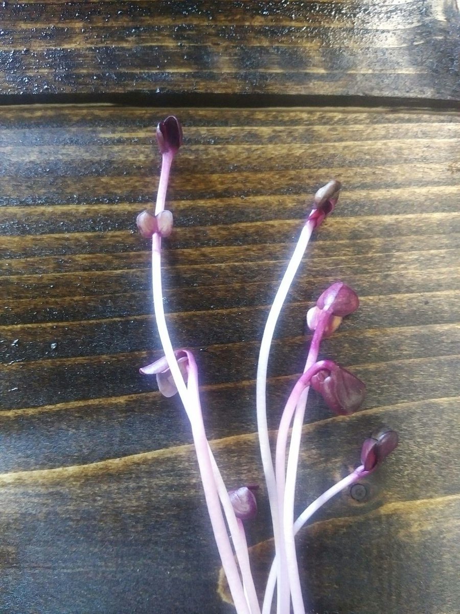 Can you ID this #microgreen. Tip these tiny purple leaves packs the spicy flavor of a red #radish.
