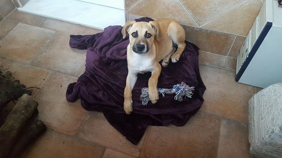 Jonie_Red's tweet photo. @protemalaga @DANIROVIRA @azaharaGH15 Busco acogimiento urgente o adopción para este cachorro encontrado en la autovía de Málaga, 691655932. https://t.co/fXE3hdqxTy