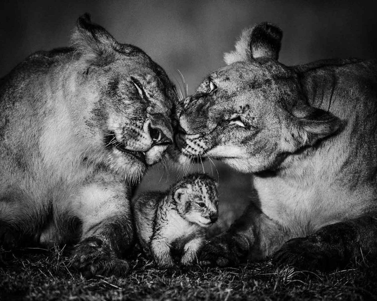 YettioTravelMag's tweet photo. This Collection of African Wildlife Photography Will Take Your Breath Away https://t.co/tNYTCOwe5h    #travel #photography @laurentbaheux https://t.co/udhoTbXrjo