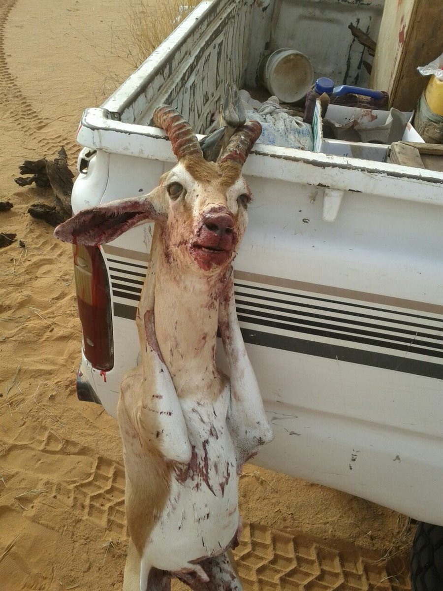 مايصيد الجوازي كـود بخصٍ وضاري   القنص بالركـاده والتسرع جهاله