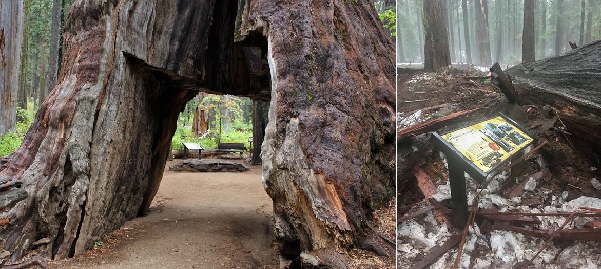 DiscoverVIRALUK's tweet photo. https://t.co/4pCU3yySqF After more than a hundred years, California’s iconic tunnel tree has fallen #PioneerCabinTree #TunnelTree https://t.co/mKts6D38Gx