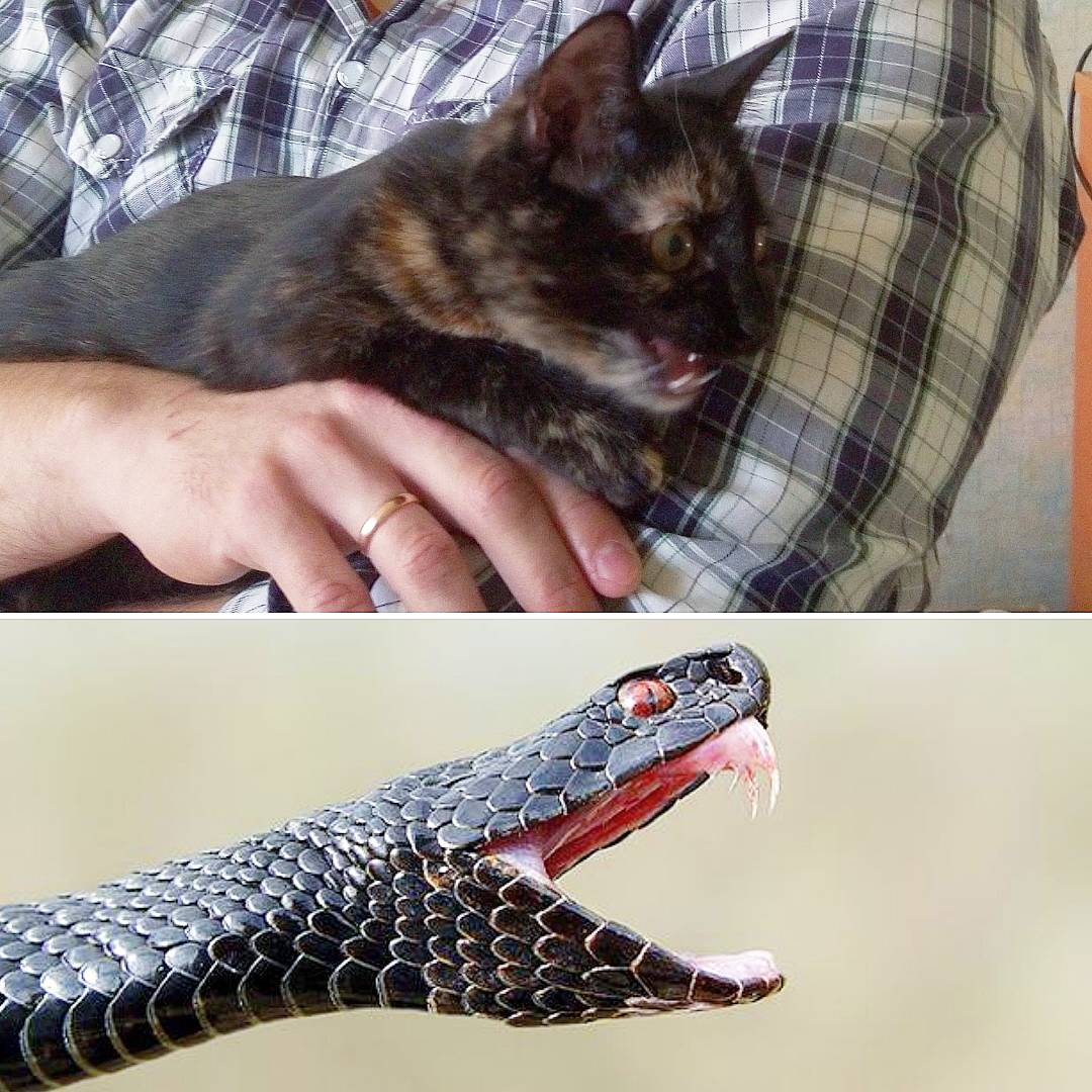 sima_thecat's tweet photo. 🐱🐍
#cat #likeasnake #cats #kitten #kittens #simathecat
#кошка #кошки #котенок #кототвит #КошкаСима https://t.co/myEUo3aWU2