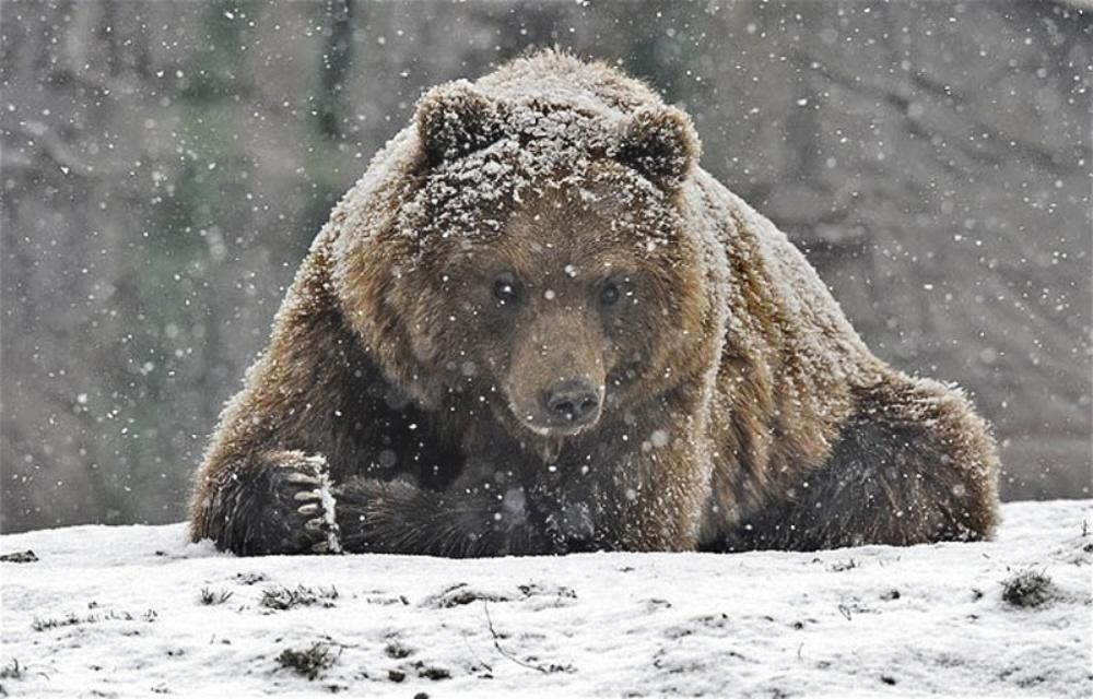 CalPoppabear209's tweet photo. Winter will not last...Fall is coming...#GoBears4Life https://t.co/4YACe00lp1