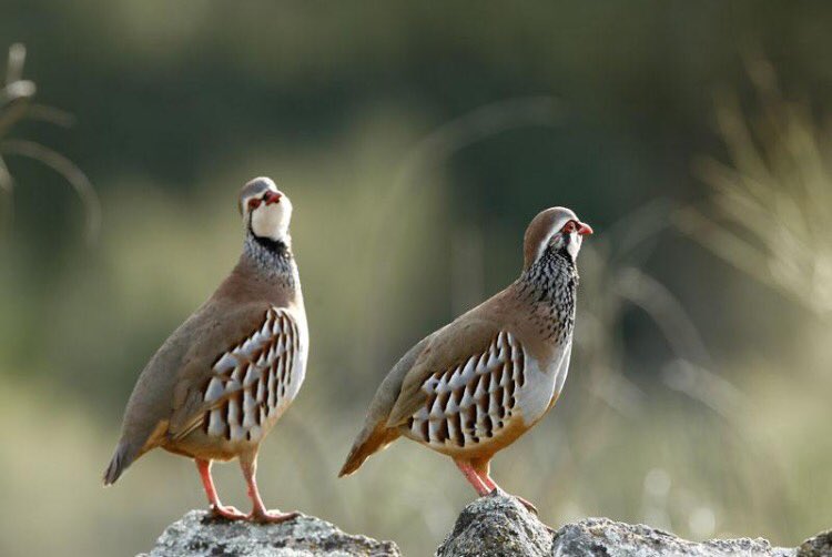 Morral listo y achiperres preparados. Mañana nos vamos tras las duras perdices. 😉
