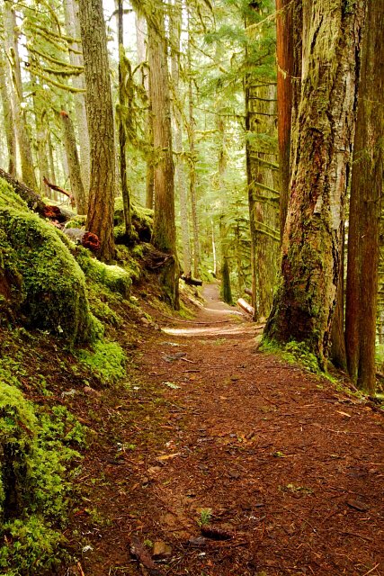 RunDestination's tweet image. McKenzie River Trail 
(Eugene, Oregon)