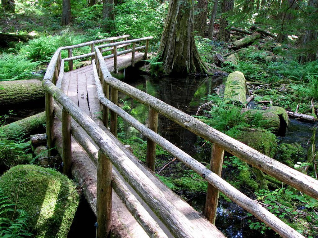RunDestination's tweet image. McKenzie River Trail 
(Eugene, Oregon)