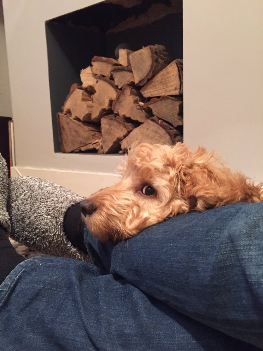 lillyapoo's tweet image. Relaxing after a hard day on my humans legs.  I've learnt 'down' today and I nailed it. 🐶 #dogneedsrest