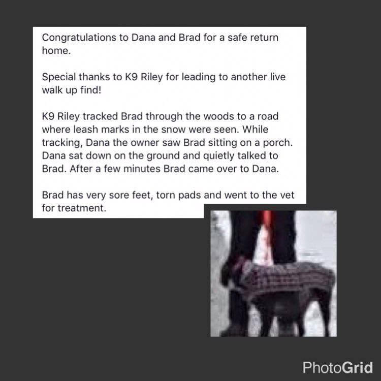 DogsFindingDogs tweet picture