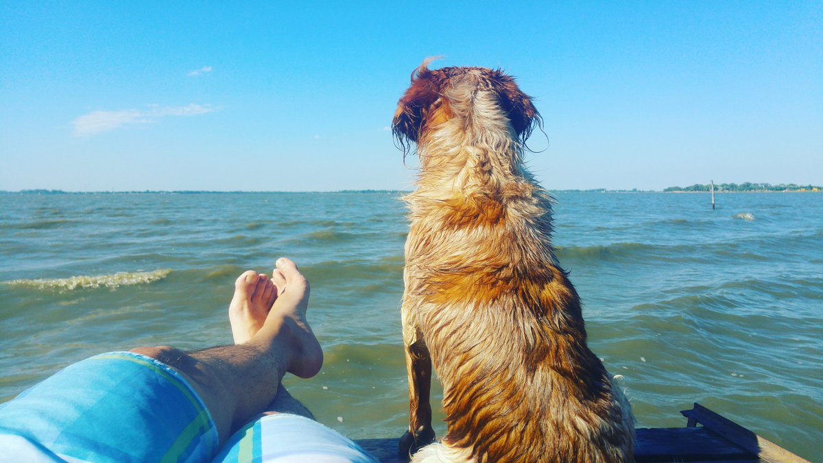 sebaestuvo's tweet photo. Meditando junto a un amigo amante del agua como yo #LagunaDeChascomus #Dog #Amigos https://t.co/y2qdqQi1e5