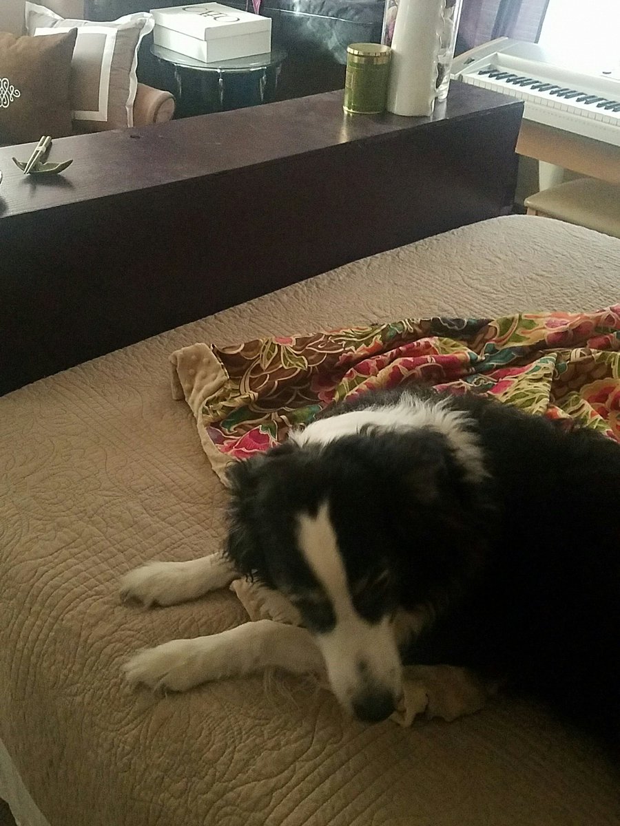 _nerdstin_'s tweet photo. Dog and I are sad that Anissa left.

S A D B O Y S https://t.co/SowgCiOT7H