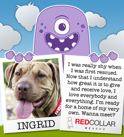 It's RED Collar Rescue Wednesday! Ingrid is waiting for a forever home. She's playful and always ready for a cuddle. info@redcollar.org