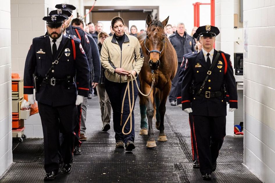 WiStateJournal's tweet photo. UW police horse veteran Vegas euthanized after emotional ceremony https://t.co/3eua6Q0TzU https://t.co/Heb3LQTuWR