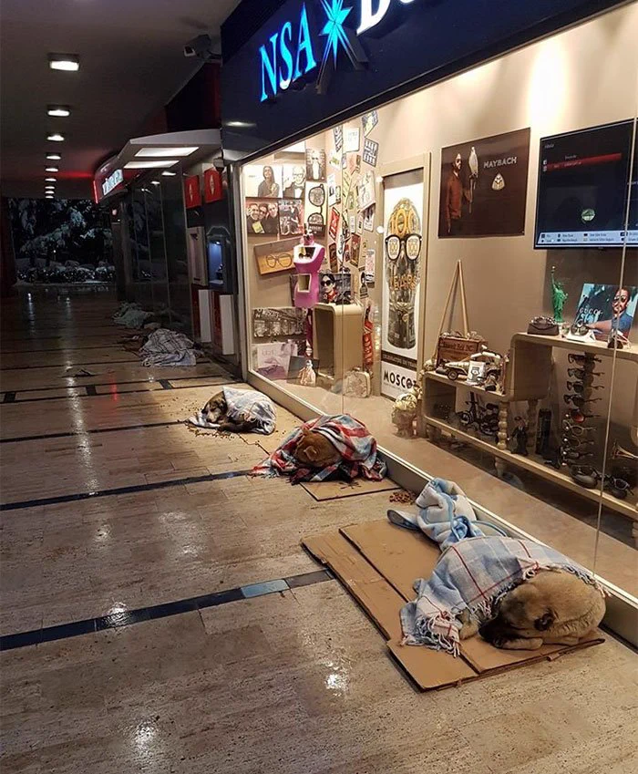 大吹雪の日、ショッピングモール内でゆったりとくつろぐ野良犬や猫が可愛すぎると話題