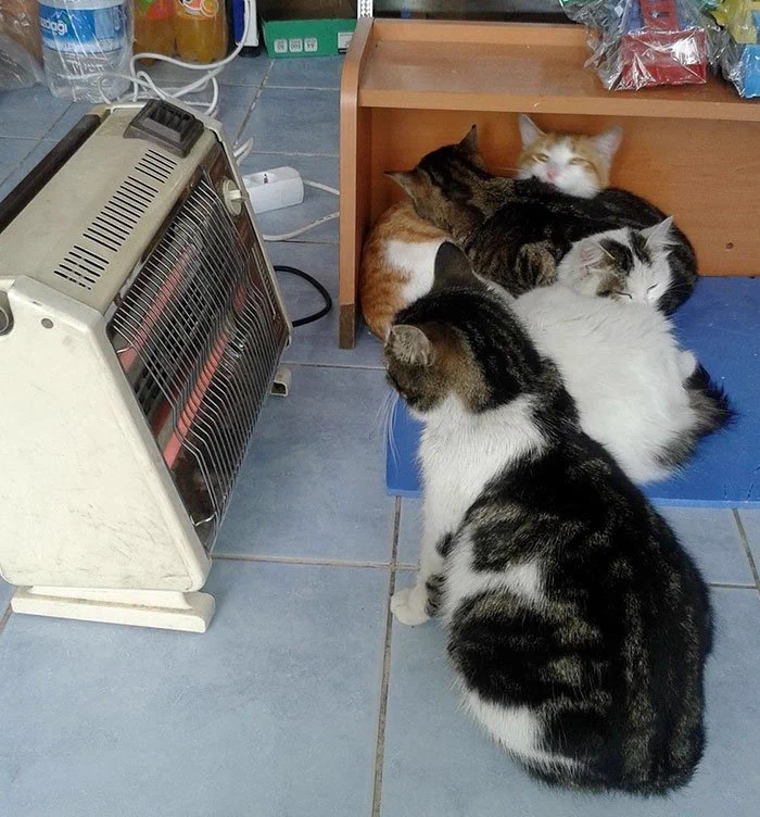 大吹雪の日、ショッピングモール内でゆったりとくつろぐ野良犬や猫が可愛すぎると話題
