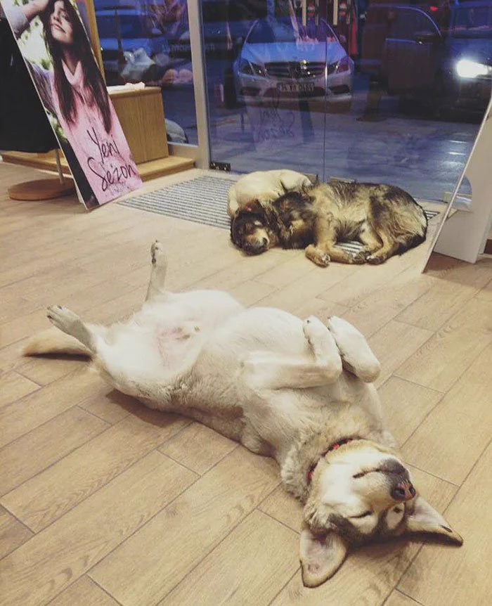 大吹雪の日、ショッピングモール内でゆったりとくつろぐ野良犬や猫が可愛すぎると話題