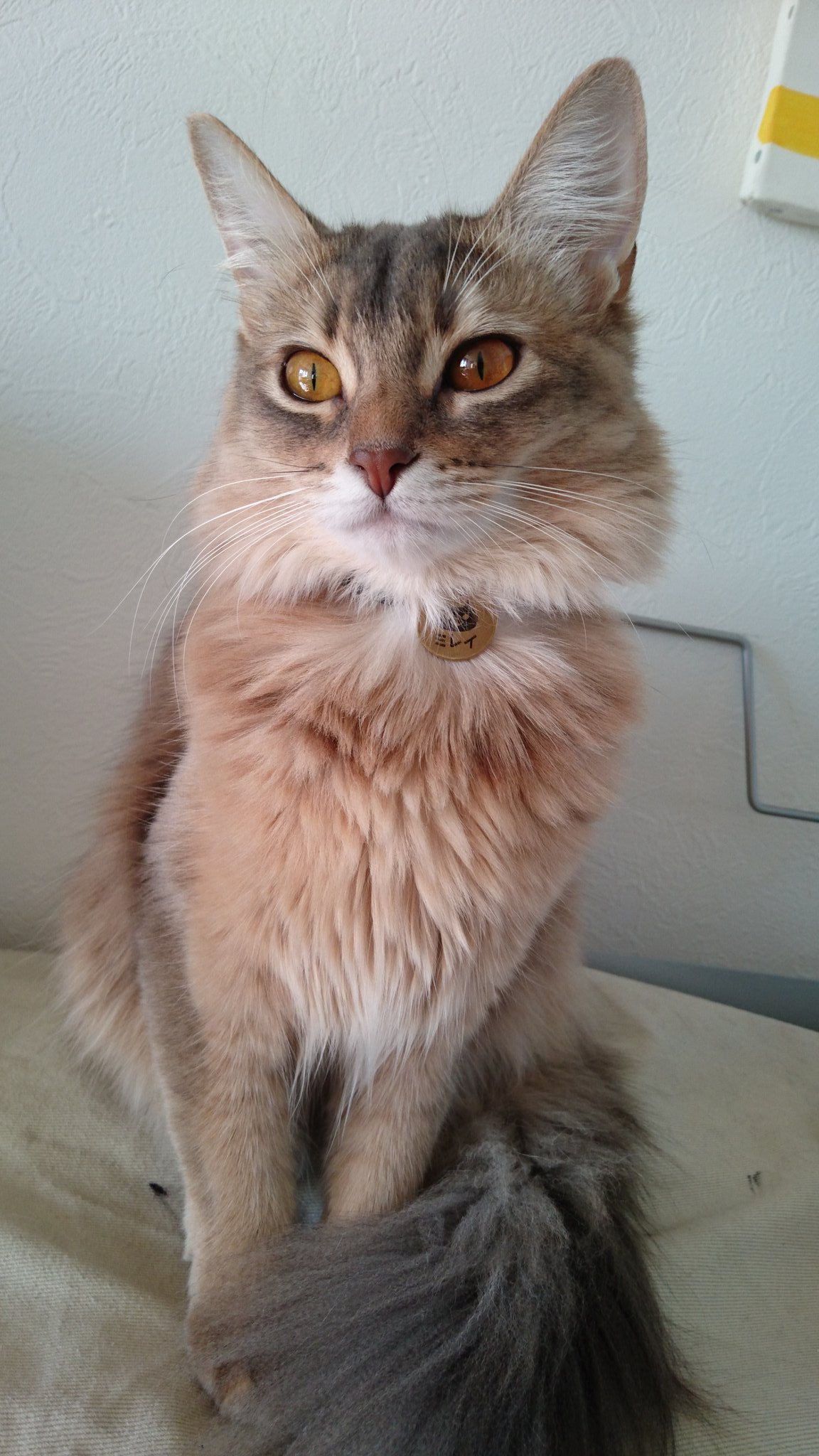 ミレイ ソマリブルー美鈴 今日のみーちゃま大人っぽい みーちゃま今月で一歳になりました 冬毛で顔も体も尻尾もふさ もふ 猫 ソマリ 猫好きさんと繋がりたい 毛玉 Cat T Co O7ydfy2cnt Twitter