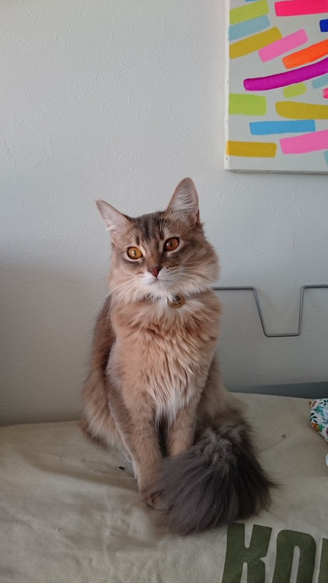 ミレイ ソマリブルー美鈴 今日のみーちゃま大人っぽい みーちゃま今月で一歳になりました 冬毛で顔も体も尻尾もふさ もふ 猫 ソマリ 猫好きさんと繋がりたい 毛玉 Cat T Co O7ydfy2cnt Twitter