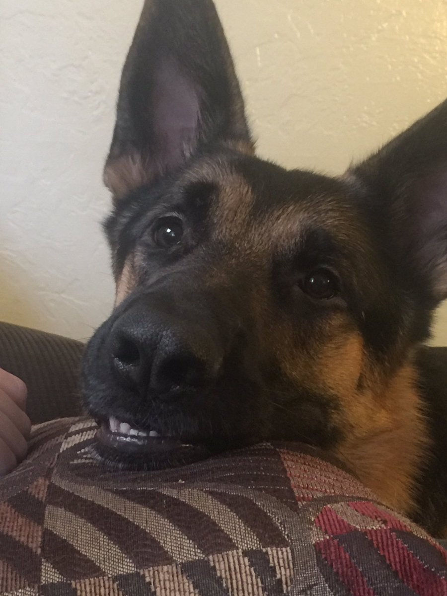 Cider_Brad's tweet photo. #ADogsPurpose #dogssea Meet Milo! Such a goof. https://t.co/MssOh22rBP