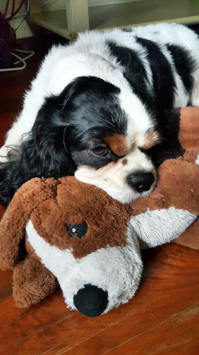 HelloKittiya's tweet photo. #ADogsPurpose #DogsSEA https://t.co/xxL74baaTL