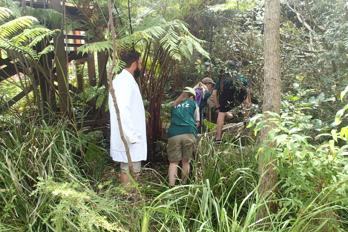 FranvdBerg's tweet photo. Wow! YATZ volunteers yesterday braved 40C temps to collect #citizenscience data on 25 Water Dragons #DragonsofSydney @JamesBG_27 @npansw https://t.co/4m04hD7XHQ